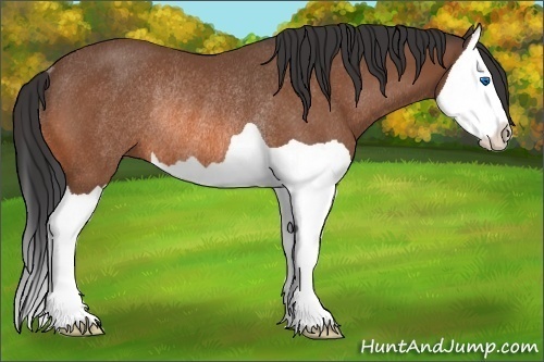 Horse Color: Bay Splash Rabicano 