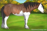 Horse Color:Bay Splash Rabicano 