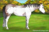 Horse Color:Gray Bay Splash Frame 