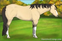 Horse Color:Buckskin Dun 