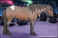 Horse Color:Bay Roan Snowcap 