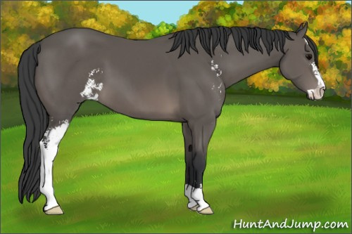 Horse Color: Black Sabino 