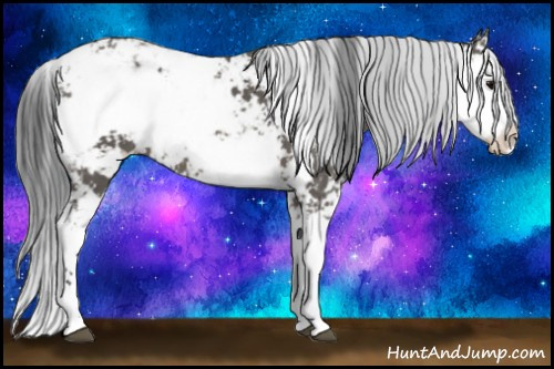 Horse Color: Black Sabino 