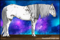 Horse Color:Black Sabino 