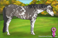 Horse Color:Black Sabino 