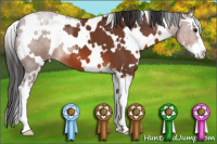 Horse Color:White Spotted Bay Sabino