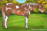 Horse Color:White Spotted Chestnut Tobiano 