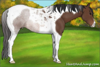 Horse Color:Bay Tobiano 