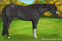 Horse Color:Smoky Black