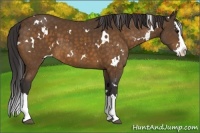Horse Color:White Spotted Buckskin Splash 