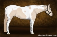Horse Color:Perlino Tobiano