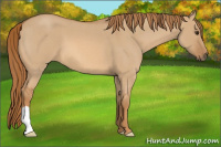 Horse Color:Red Dun Roan 