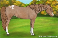 Horse Color:Chestnut Varnish 