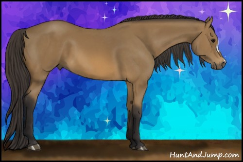 Horse Color: Buckskin 