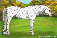 Horse Color:Smoky Grullo Near Leopard