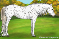Horse Color:Smoky Grullo Leopard 