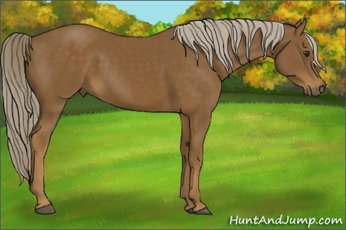 Horse Color: Chocolate Palomino 
