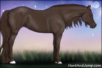 Horse Color:Liver Chestnut 
