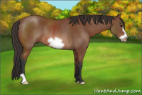 Horse Color:Bay Frame Rabicano 