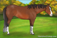 Horse Color:Bay Splash 