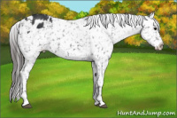 Horse Color:Black Appaloosa