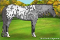 Horse Color:Blue Roan Appaloosa