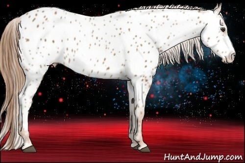 Horse Color:Chestnut Appaloosa 