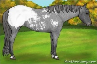 Horse Color:Blue Roan Snowcap 