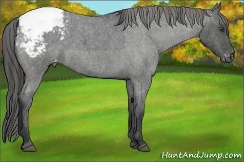 Horse Color:Blue Roan Snowcap