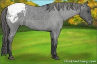 Horse Color:Blue Roan Snowcap