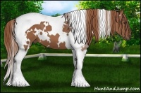 Horse Color:White Spotted Chestnut Tobiano 