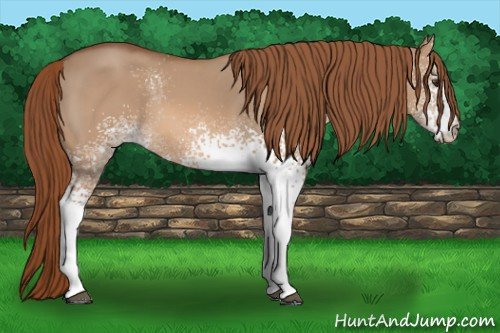 Horse Color: White Spotted Red Dun 