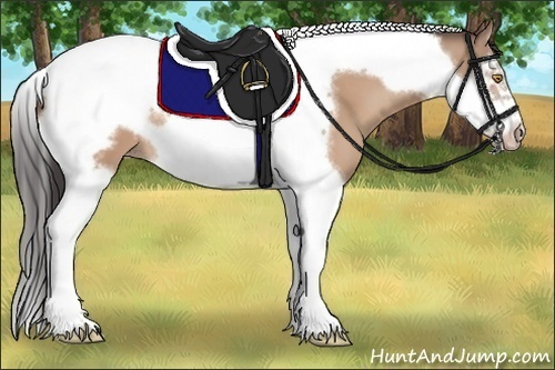 Horse Color: Unknown 