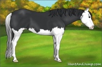 Horse Color:Black Splash 