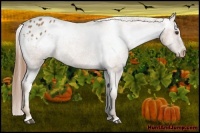 Horse Color:Chestnut Appaloosa 