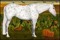 Horse Color:Silver Brown Dun Appaloosa 