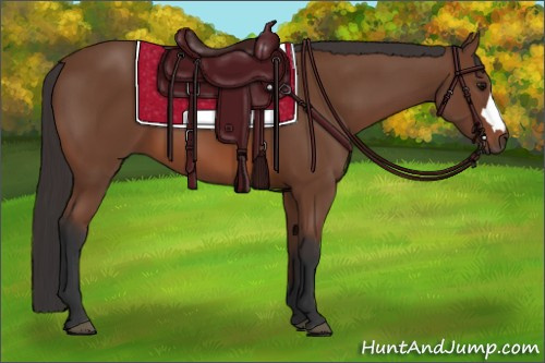 Horse Color: Bay 