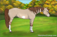 Horse Color:Red Dun Roan Splash Frame 