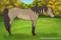 Horse Color:Buckskin Rabicano