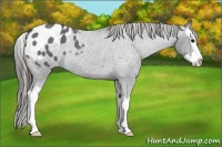 Horse Color:Blue Roan Splash Appaloosa Rabicano 