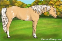 Horse Color:White Spotted Palomino 