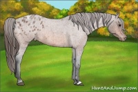 Horse Color:Bay Roan Appaloosa 