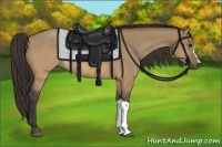 Horse Color:Buckskin Dun 