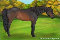 Horse Color:Brown 