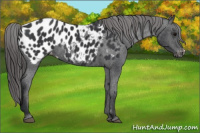 Horse Color:Black Appaloosa Rabicano 