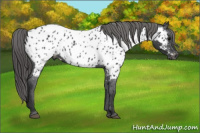 Horse Color:Black Near Leopard Rabicano 