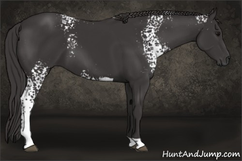 Horse Color: White Spotted Smoky Black Tobiano 