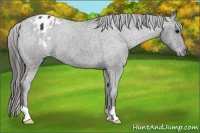 Horse Color:Black Appaloosa 