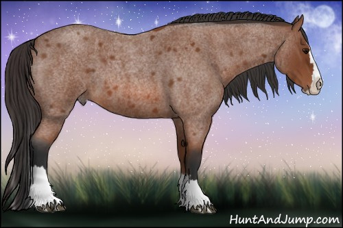 Horse Color: Bay Roan Splash 
