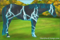 Horse Color:Thunderstruck Black 